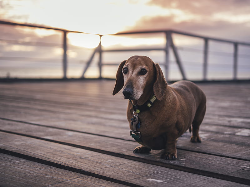 adult tan dachshund on brown wooden ground at sunset, HD wallpaper
