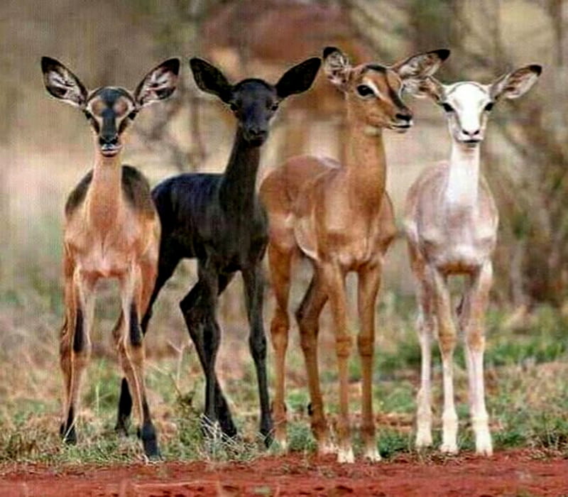 Piedaldism, Deer, Young, Brown, Black, White, rare, HD wallpaper