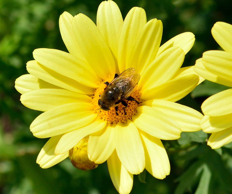 Nature in Action, daisies, bee, honeybees, sunflowers, wildflowers, pollination, HD wallpaper