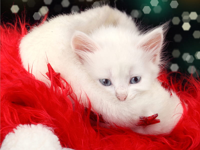 Adorable Kitty, red, pretty, white cat, christmas cat, bonito, adorable, magic, xmas, sweet, graphy, bokeh, magic christmas, beauty, face, blue eyes, happy holidays, animals, lovely, holiday, christmas, kitty, cat, cat face, hat, cute, merry christmas, eyes, cats, kitten, white, HD wallpaper