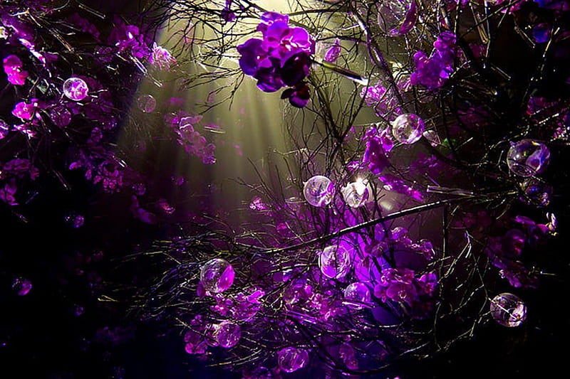 purple sprigs, sun, purple, sprigs, rays, beauty, HD wallpaper