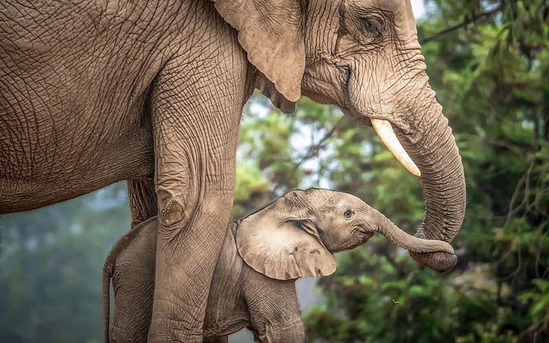 Elephant Mom and Baby, elephants, baby, love, mom, HD wallpaper