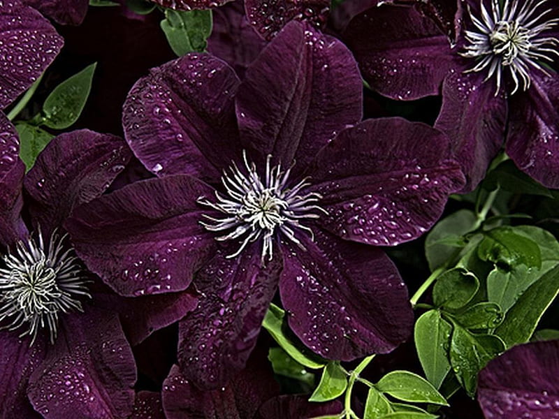 Clematis., purple, flower, clematis, petal, leaf, HD wallpaper