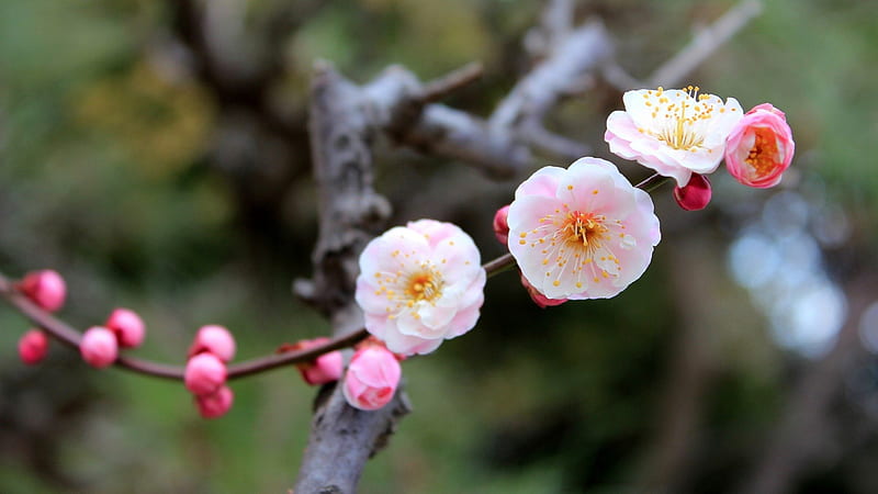 Blossoming Apple Tree, apples, flowers, blossoms, nature, blooms, trees, HD wallpaper