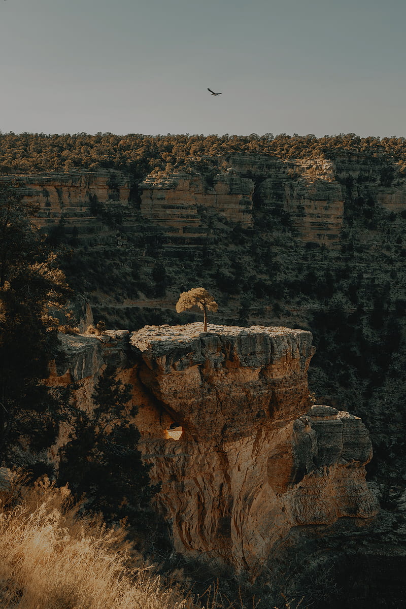 canyon, cliff, rocks, trees, landscape, HD phone wallpaper