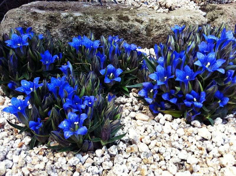 Garden Gentian, leaves, stones, blossoms, petals, small, blue, HD wallpaper