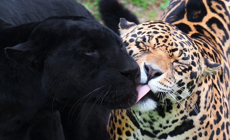 jaguar y pantera negra ***, salvaje, jaguar, puma, gatos, animales, animal, Fondo de pantalla HD |