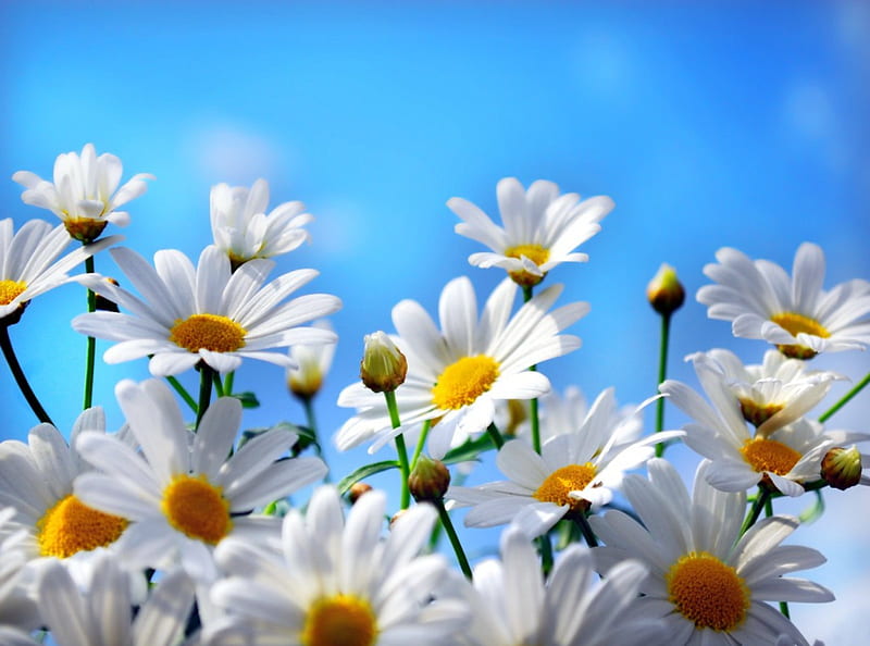 Pretty camomile, pretty, lovely, fresh, bonito, camomile, daisies, nice, bouquet, flowers, nature, blue, HD wallpaper