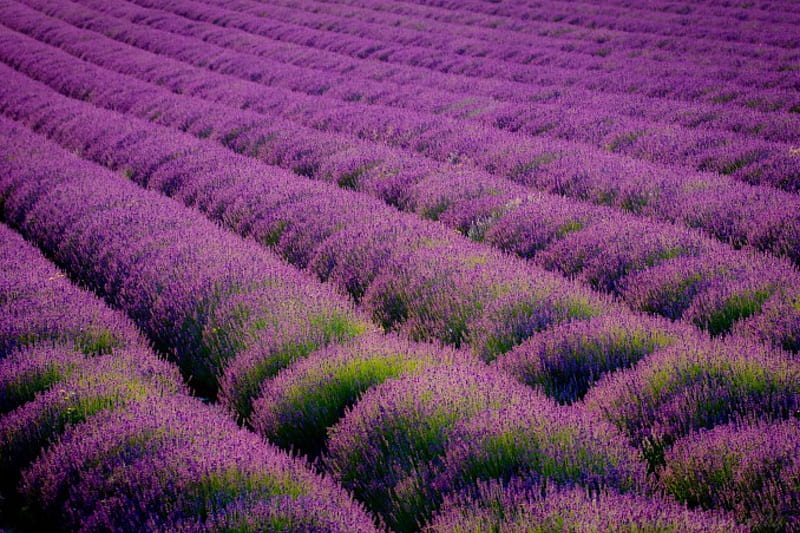 Lavender, Many, Field, Nature, Lavandula, Violet, Fields, Flowers, Flower, HD wallpaper