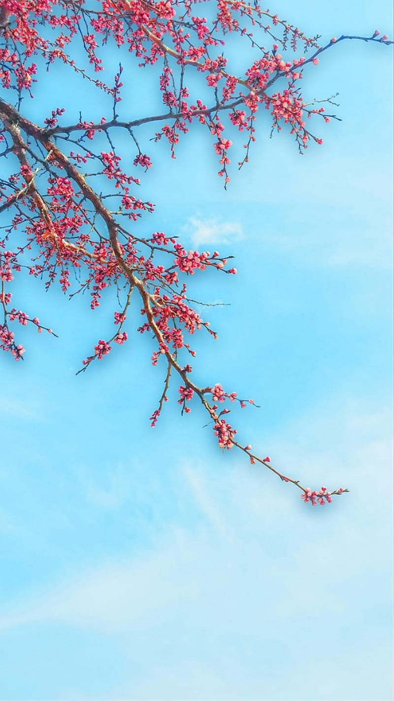 Tree branches, blue, flowers, plants, sky, HD phone wallpaper