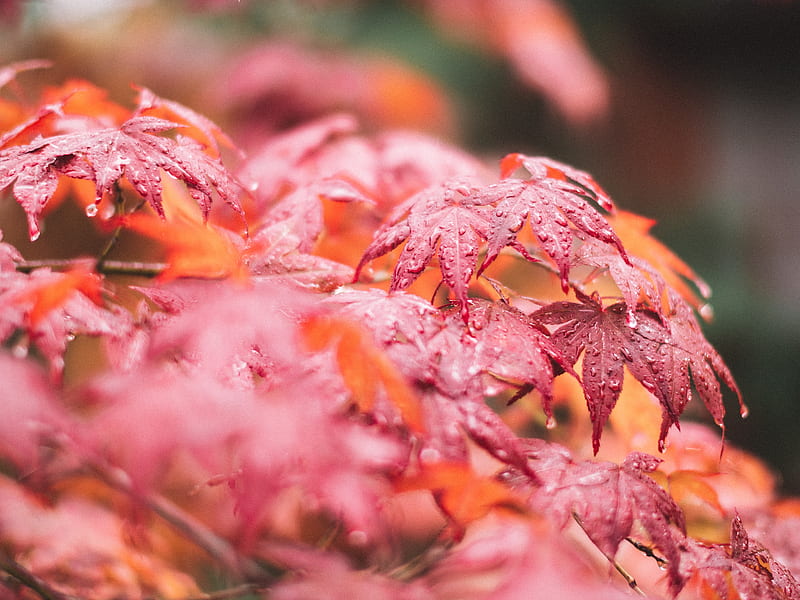 maple, leaves, macro, wet, red, HD wallpaper