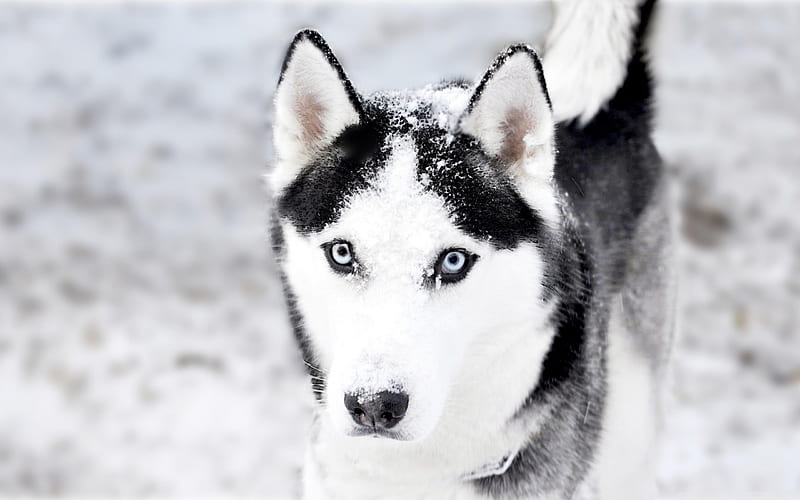 husky, winter, dogs, cute husky, blur, pets, Siberian Husky, HD wallpaper
