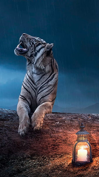 Tiger Wallpapers Free Download Group 77