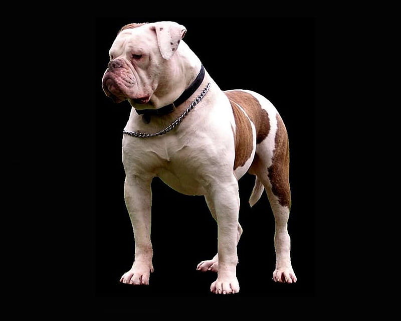 american bulldog, american, bulldog, animal, dog, HD wallpaper