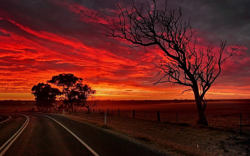 Road under Fire, tree, sun, color, clouds, sky, landscape, HD wallpaper
