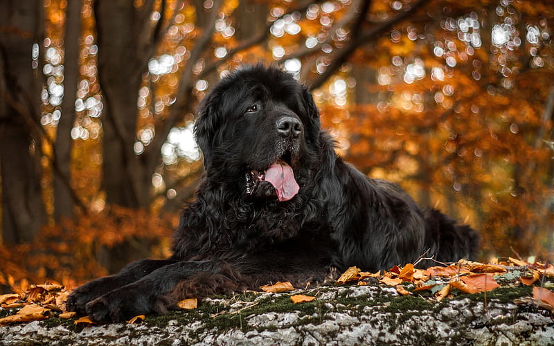 Newfoundland, autumn, pets, black dog, cute animals, dogs, Newfoundland Dog, HD wallpaper