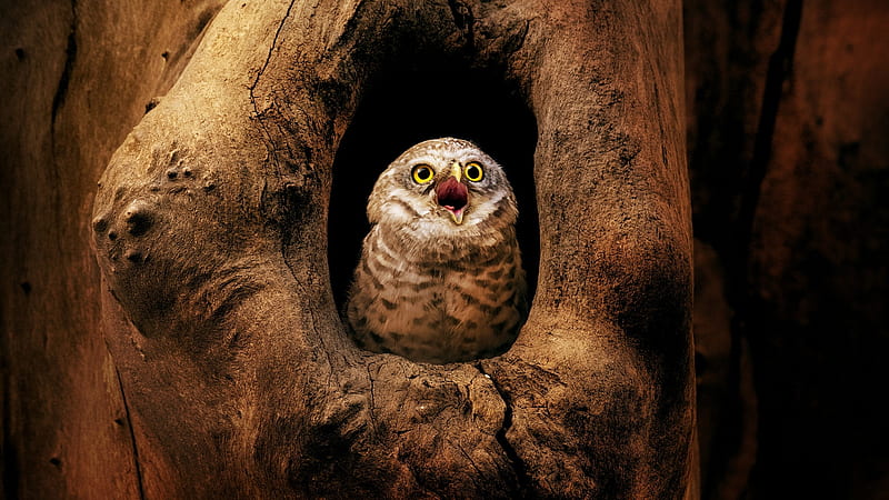 Owl, brown, bird, cute, tree, bufnita, baby, HD wallpaper