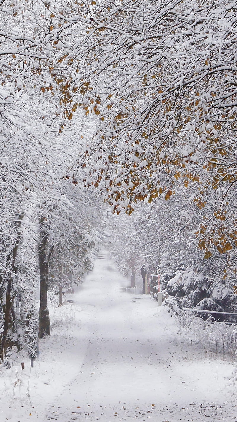 Winter, snow, tree, nature, road, HD phone wallpaper | Peakpx