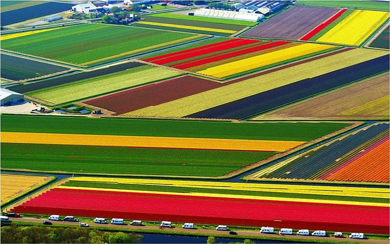 Tulip-National-Farm-Netherlands., amazing, colors, farms, bonito, holland, graphy, flowers, garden, nature, fields, tulips, landscape, HD wallpaper