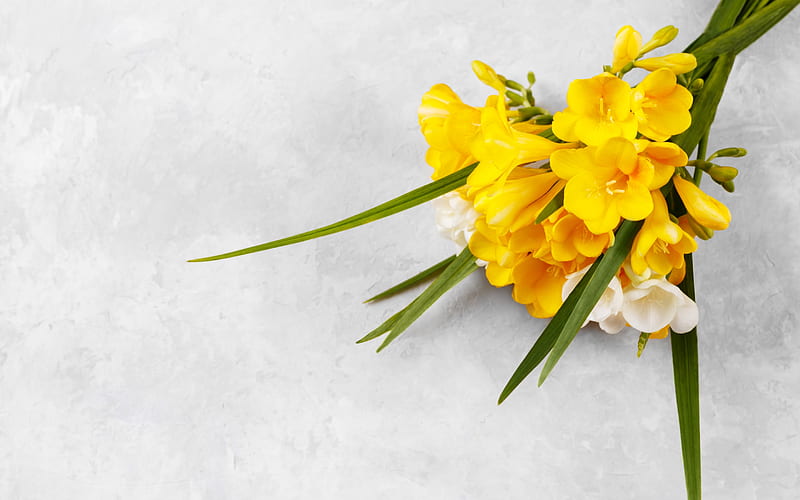 sias, bouquet, sia, yellow, flower, spring, card, HD wallpaper