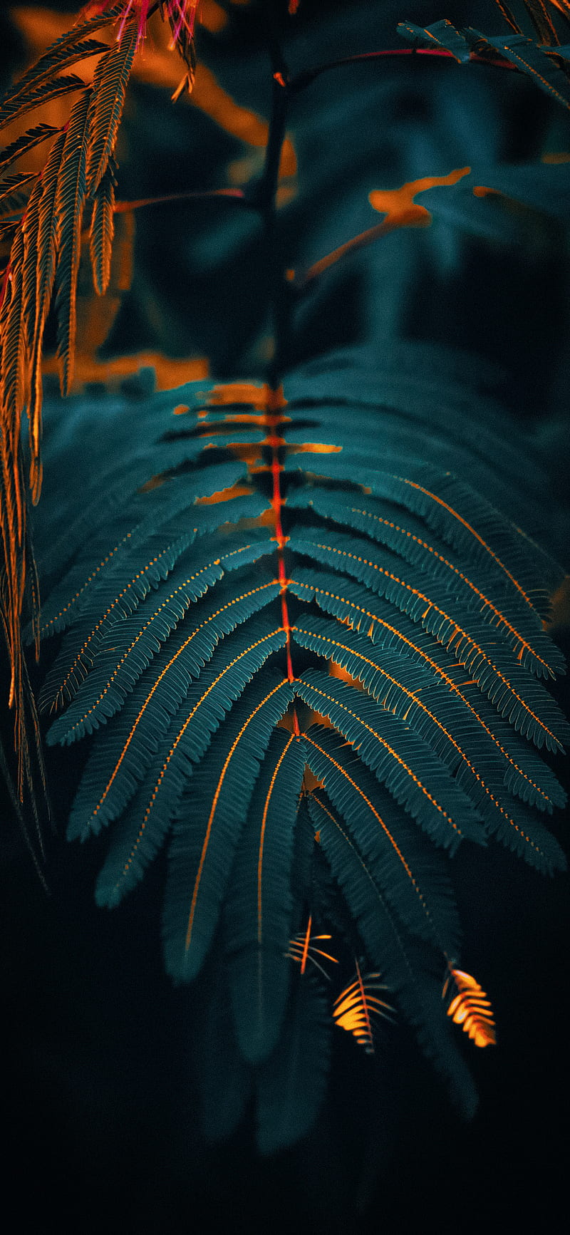 chamul tree, color, colorgreading, dark, lightroom, natural, nature, theme, trend, trending, HD phone wallpaper