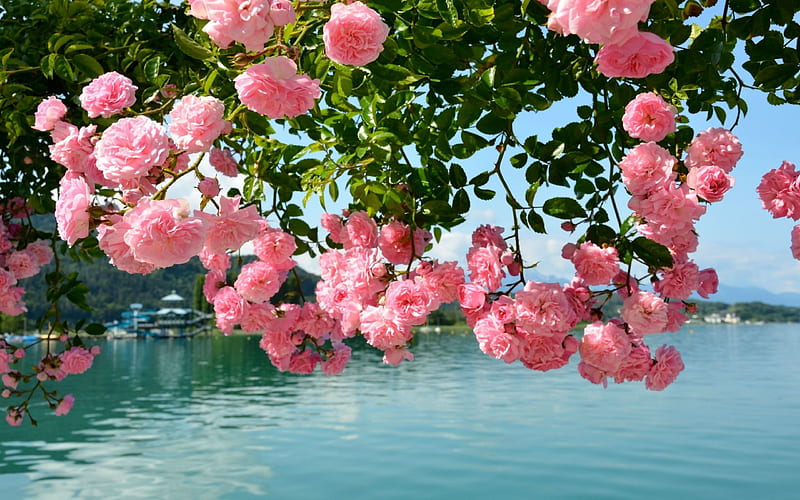 Rambler Roses on Lake Woerth, rambler roses, leaves, water, Austria, roses, branches, lake, Lake Woerth, HD wallpaper