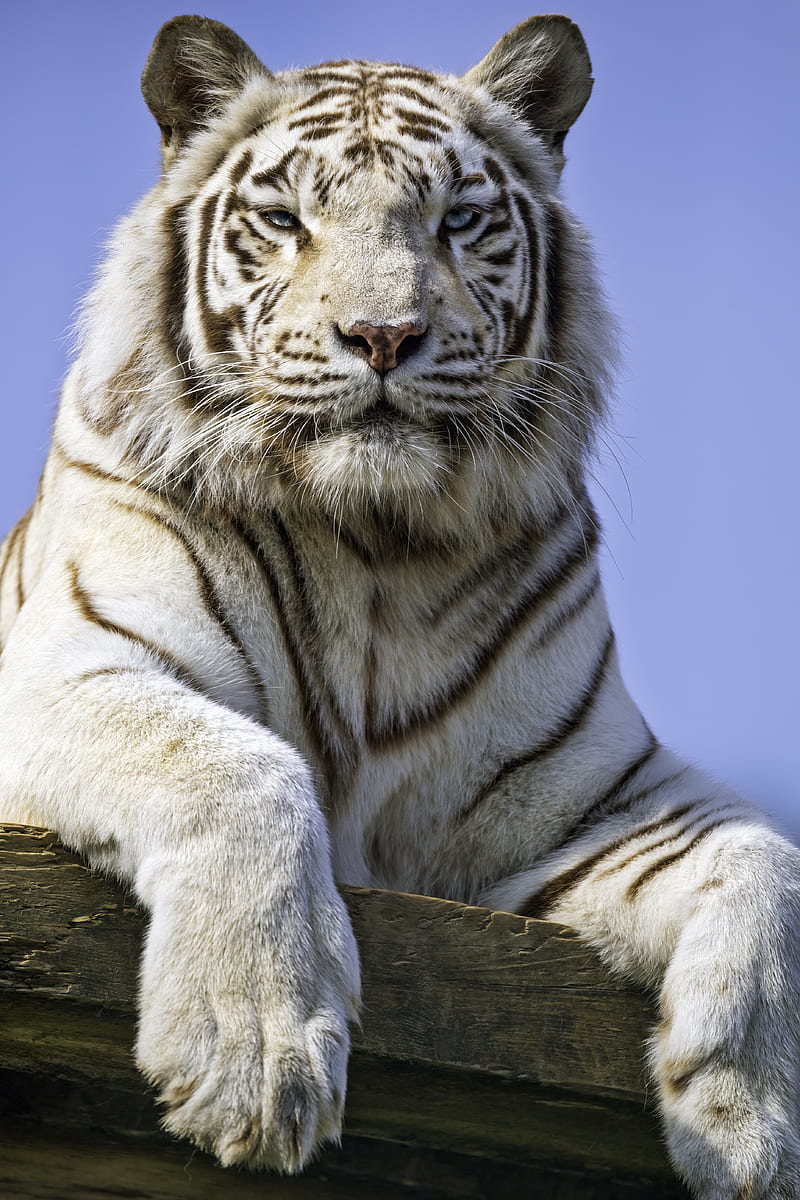 tigress, paw, predator, big cat, HD phone wallpaper