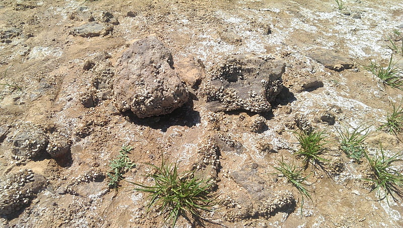 Evidence of Drought (Nevada), Drought, Sand, Salt, Lake Mead, Nevada, Rocks, HD wallpaper