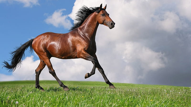 Running Bay - Horse 1, graphy, wide screen, equine, gallop, horse, bay, animal, HD wallpaper