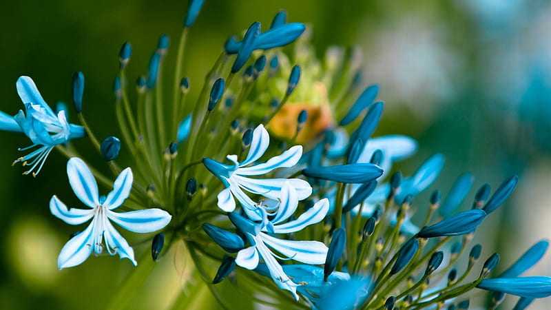Light Blue Flowers Buds Petals Green Blur Background Flowers, HD wallpaper