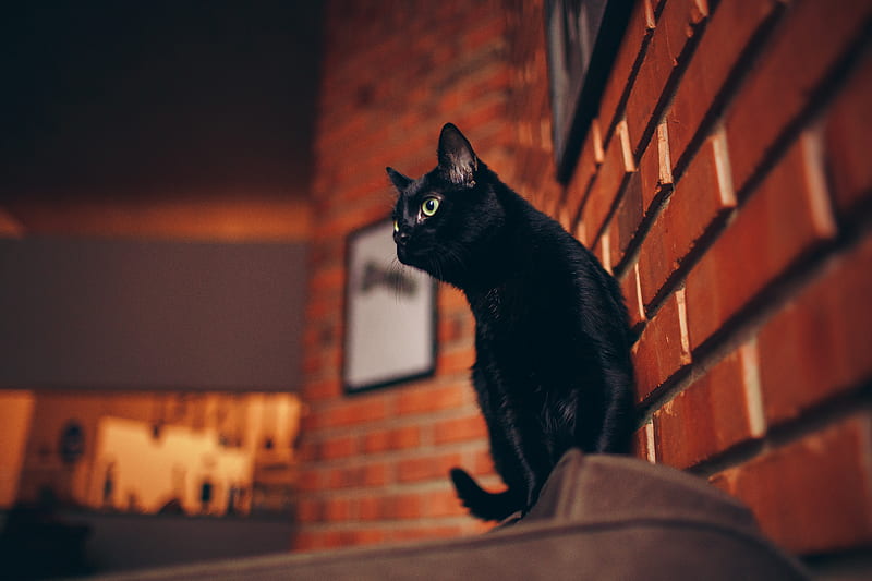 Black Cat Portrait , cat, animals, HD wallpaper