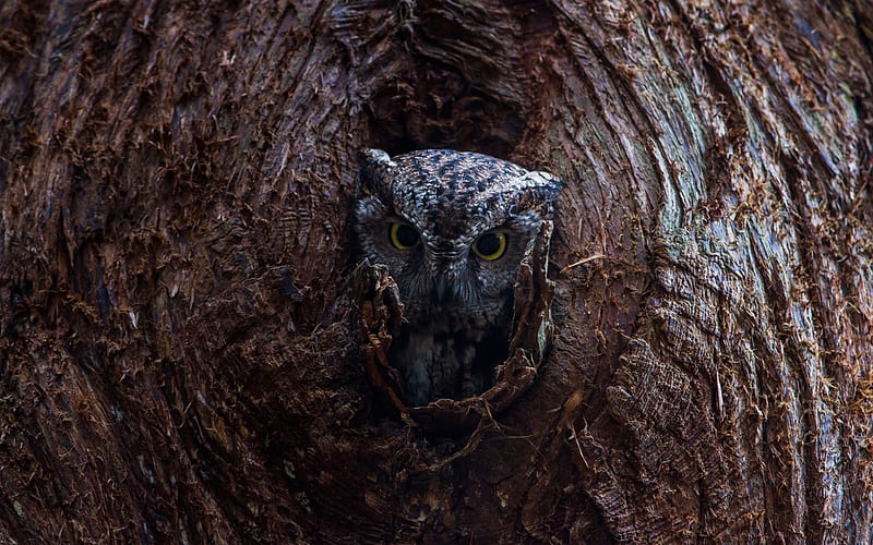 owl, tree, forest birds, brown owl, forest, HD wallpaper