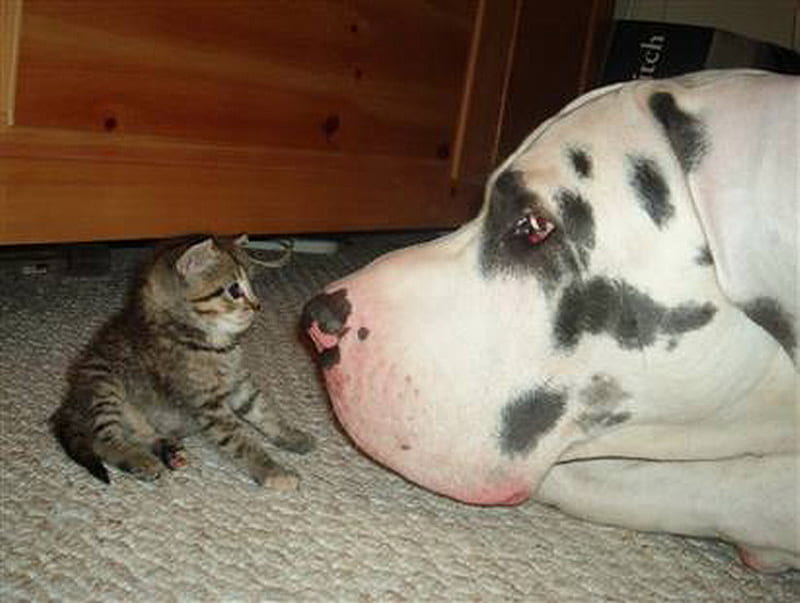 HELLO SWEETY, sniff, tiny, kitty, dog, HD wallpaper