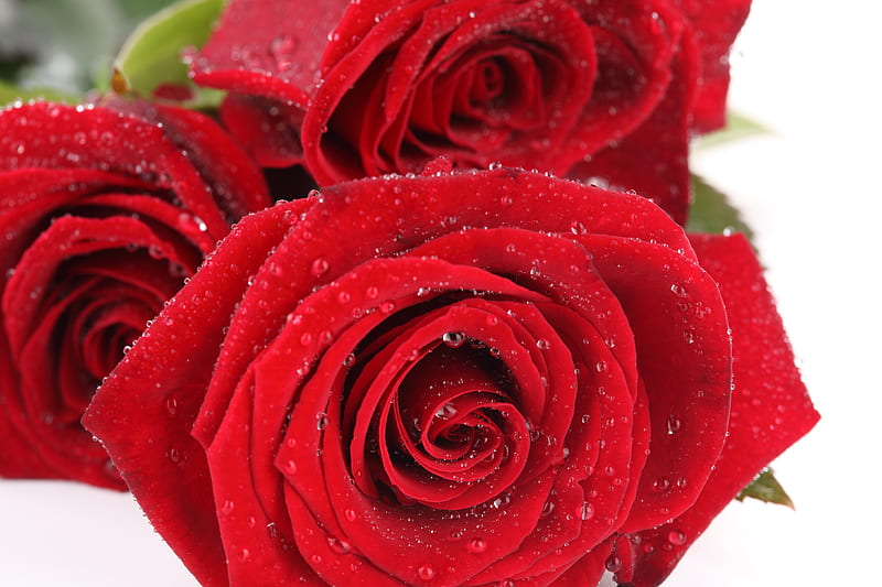 Rosas rojas, rojo, mojado, rosa, hermoso, gotas, grafía, agradable, suave,  flores, Fondo de pantalla HD | Peakpx