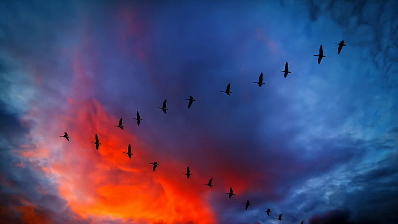 v-formation of canadian geese under gorgeous sky, geese, formation, colors, clouds, sky, HD wallpaper