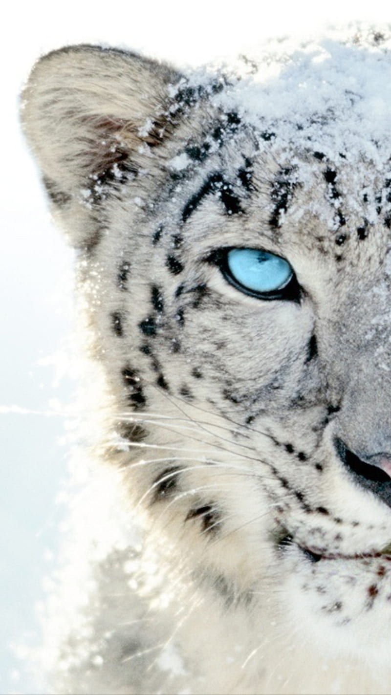 Snow leopard, blue, cute, eyes, leopards, white, HD phone wallpaper