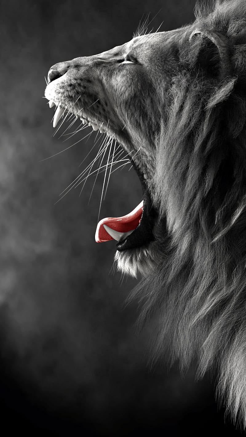 Mad lion, black and white, bw, tongue, angry, teeth, wild, animal, HD phone  wallpaper | Peakpx