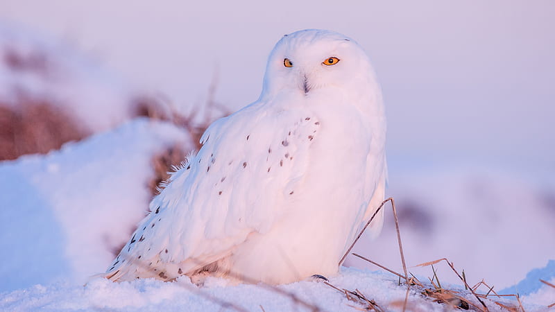 White Owl With Yellow Eyes Is Sitting On Snow In White Background Birds, HD wallpaper