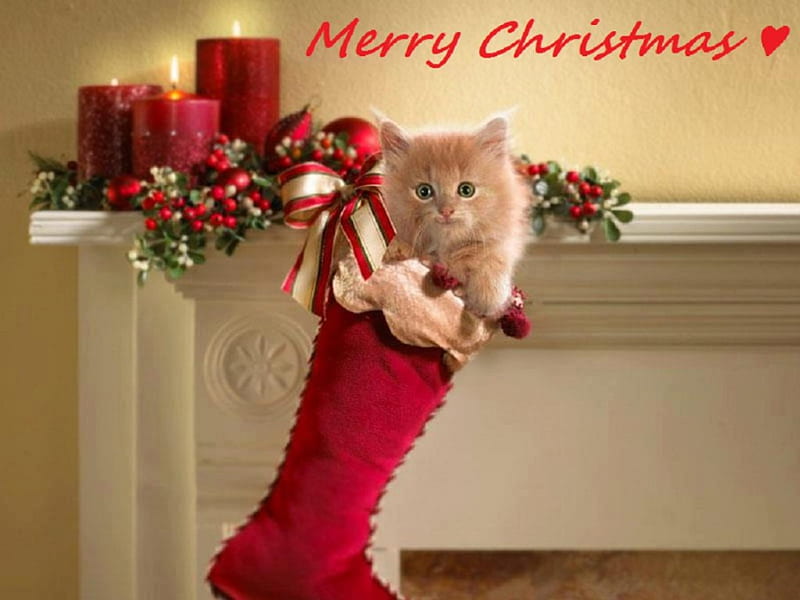 Merry Christmas , christmas, cat, animals, kitty, HD wallpaper