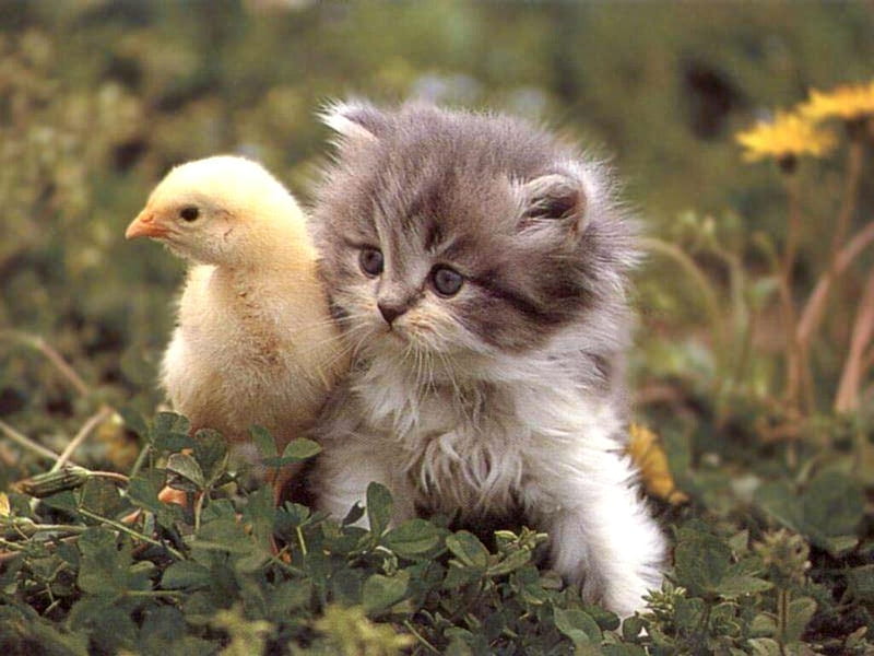 Friends, cute, bird, chicken, cat, kitten, couple, animal, pisica, HD wallpaper