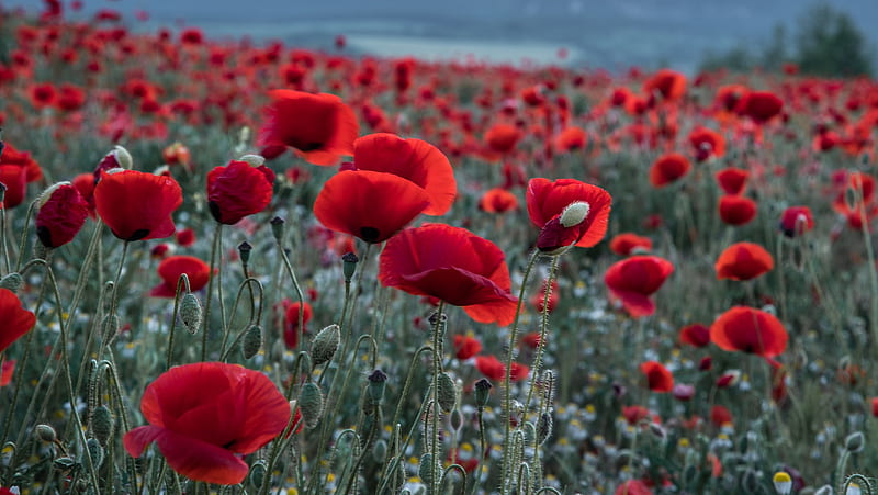 Flowers, Poppy, Red Flower, Summer, Flower, HD wallpaper | Peakpx