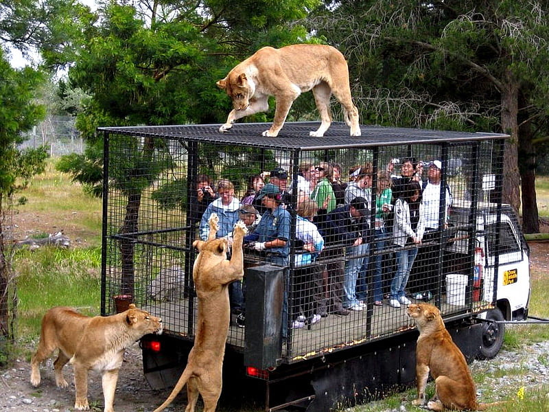 Orana Wildlife Park, Christchurch, NZ, Cage, Lions, People, Wildlife Park, HD wallpaper