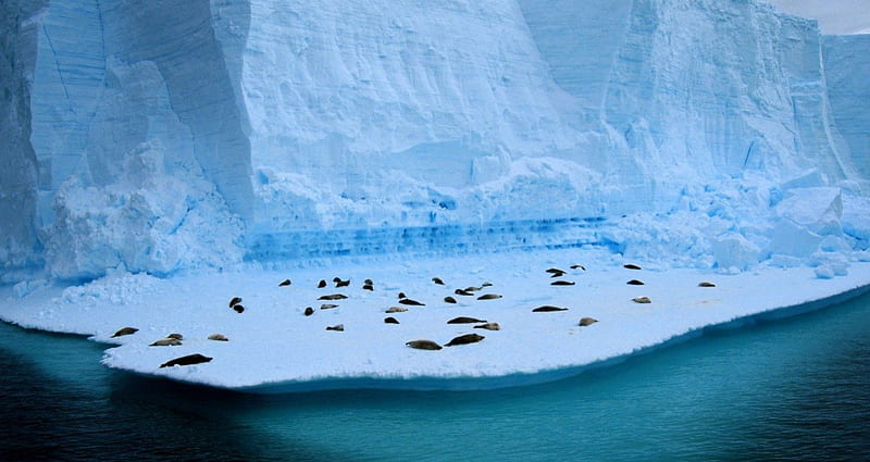 Seal Ice Ledge , seal, animals, HD wallpaper