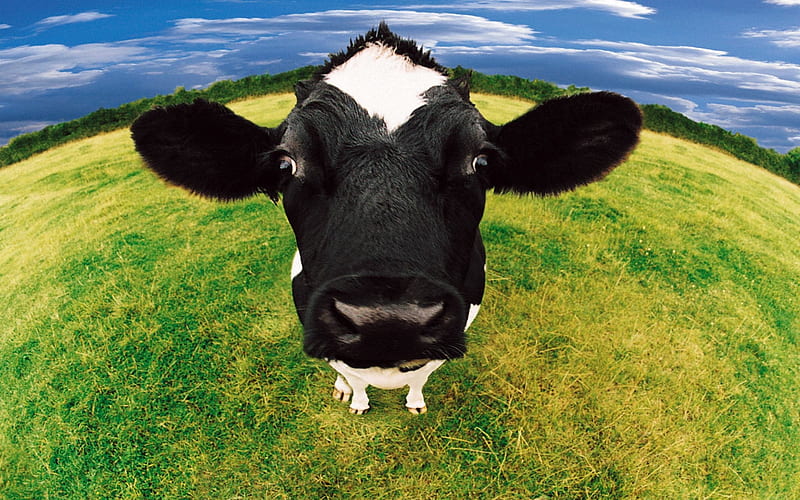 Close Up Cow, Black, Close UP, Cow, White, Animals, HD wallpaper