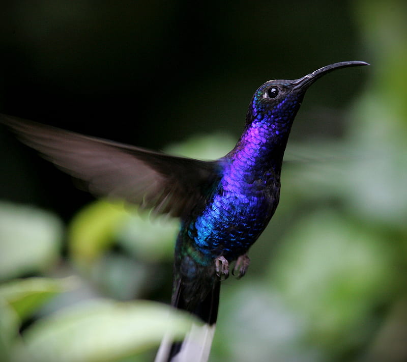 Purple Hummingbird, hummingbird, purple, HD wallpaper