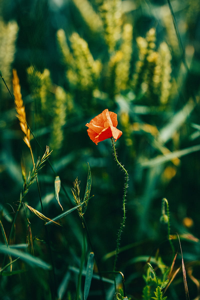poppy, flower, red, plant, bloom, closeup, HD phone wallpaper