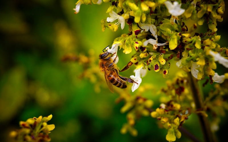 Bee, tree, nature, honey, HD wallpaper