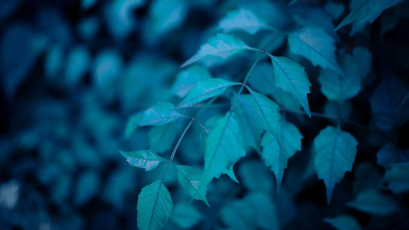 Green Leaves Plants Bushes Blur Background Nature, HD wallpaper