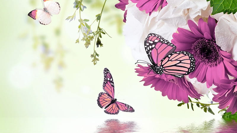 Mariposas moradas, flor, bonito, morado, mariposa, Fondo de pantalla HD |  Peakpx