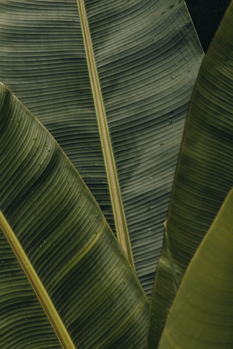 green banana leaves, HD phone wallpaper